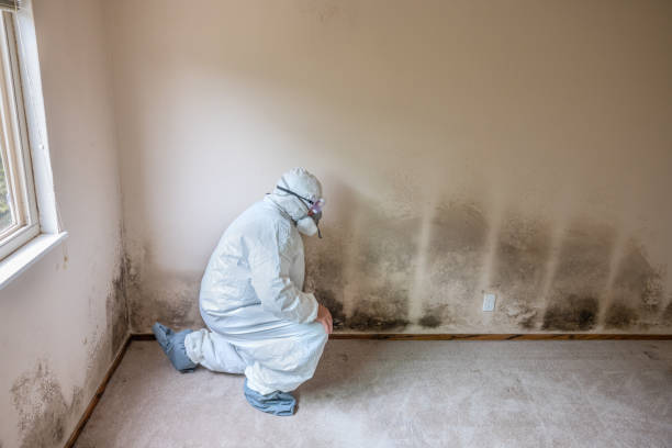 Best Commercial Mold Inspection  in USA